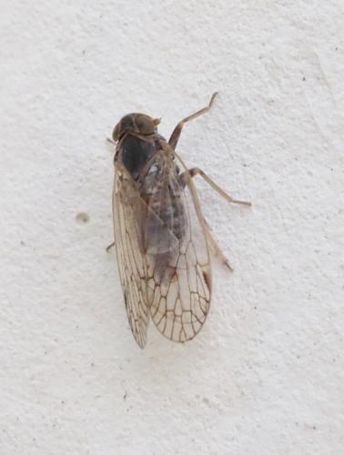 Réf. 237 169 : Reptalus sp.